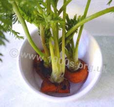 Detail of a carrot-top houseplant showing the carrot top bases in a dish of water.