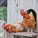 free range chickens kept for food