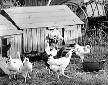 Free range chickens feeding