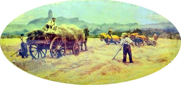 Hay being collected from the field where it had been spread out to dry, early 20th century