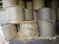 Rolls of fresh, unfermented hay for immediate use