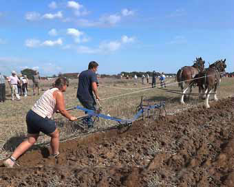 Ploughing with Shire Horses