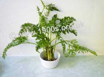 Carrot tops: a common houseplant in 1940s wartime Britain.