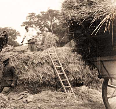 Haystack in the making