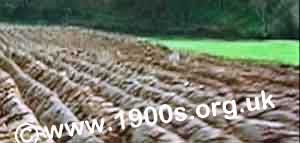 well-ploughed field with straight furrows
