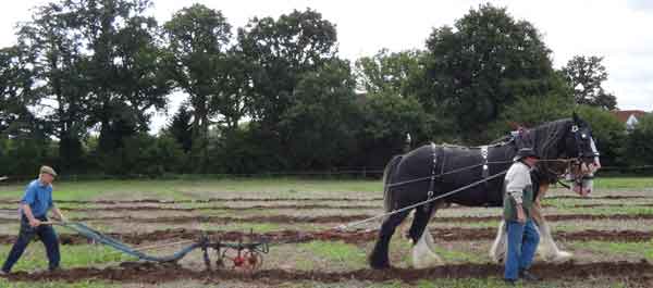 horse-drawn plough