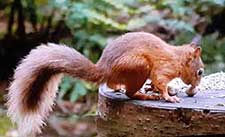 red squirrel photographed in Scotland