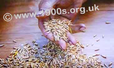 Oats threshed with a threshing machine