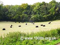 Black polythene bags of hay, lying in a field