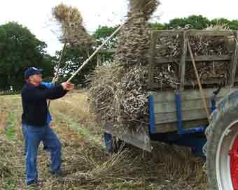 Harvesting wheat sheaves