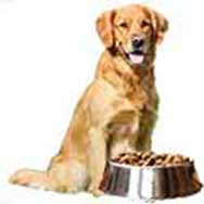 animal foods and pets