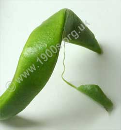 string on a runner bean left too long before picking