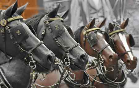 Horses blinkers