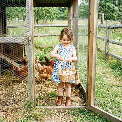 child collecting eggs from the chicken house