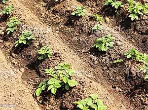 earthed-up-potato-plants