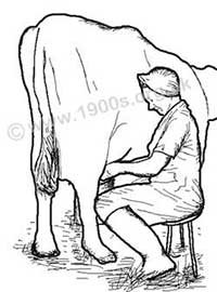 woman milking cow by hand