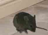 mouse in house