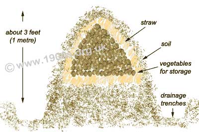 vegetable clamp for winter storage of vegetables: labelled sections