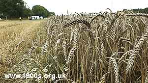 Ears of wheat on ready for harvest