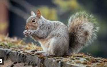 grey squirrel in a garden or damaging a tree