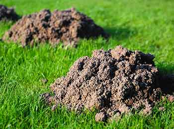 Mole hills in a garden lawn