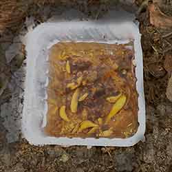 Young, dead slugs in a beer trap