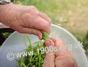 'Wringing' the long slices of runner bean to break them into shorter lengths