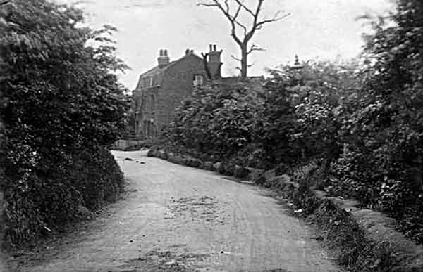 dead tree on the pottery site