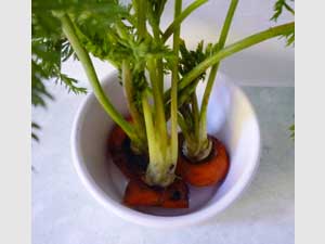 how carrot tops were grown as houseplants